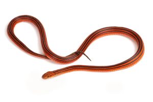 Bothrophthalmus lineatus