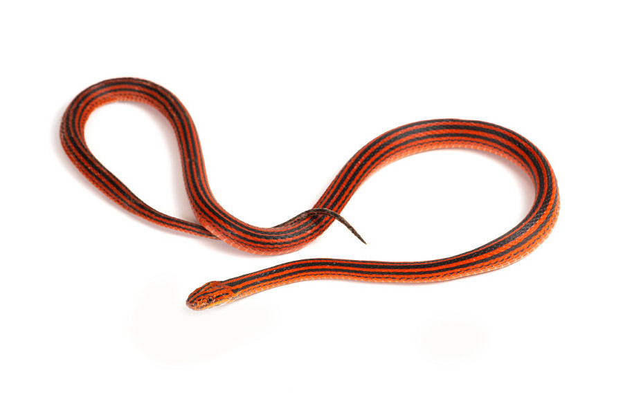 Bothrophthalmus lineatus