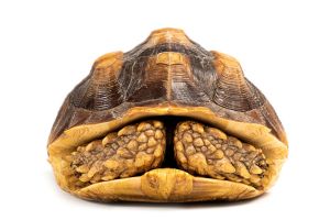 Centrochelys (Geochelone) sulcata, 22 cm