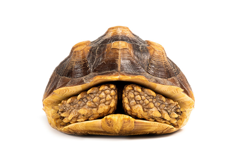 Centrochelys (Geochelone) sulcata, 22 cm Centrochelys (Geochelone) sulcata, 22 cm