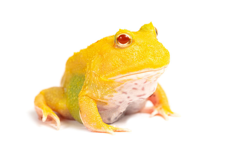 Ceratophrys cranwelli, lime green pikachu