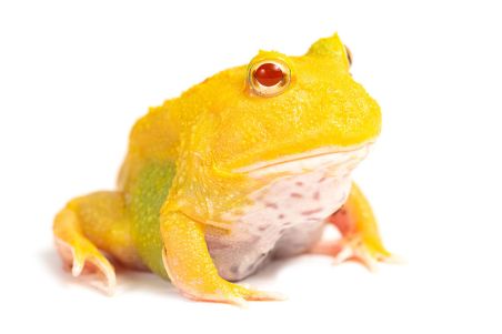 Ceratophrys cranwelli, lime green pikachu