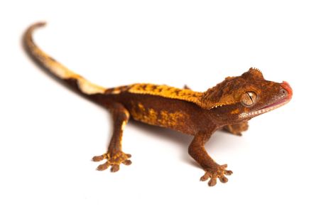 Correlophus (Rhacodactylus) ciliatus, juvénile phasé