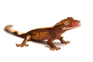 Correlophus (Rhacodactylus) ciliatus, juvénile phasé