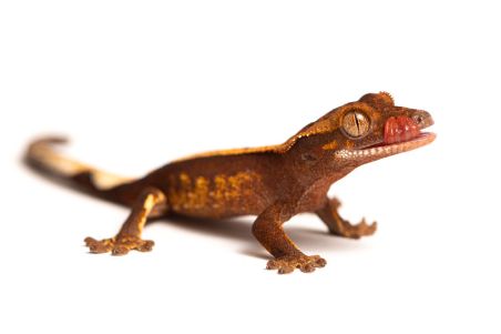 Correlophus (Rhacodactylus) ciliatus, juvénile phasé