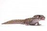 Coleonyx mitratus