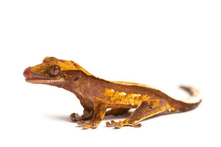 Correlophus (Rhacodactylus) ciliatus, juvénile phasé