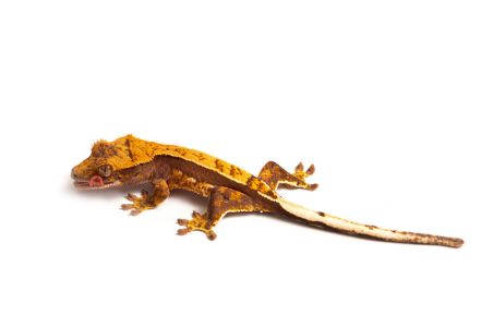 Correlophus (Rhacodactylus) ciliatus, juvénile phasé
