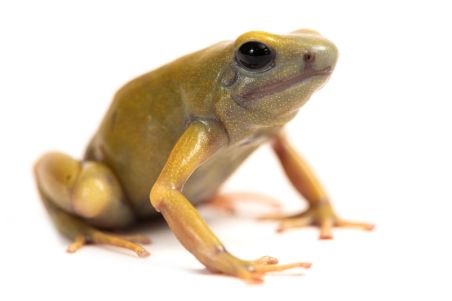 Dendrobates auratus, "El Oro" Dendrobates auratus, "El Oro"