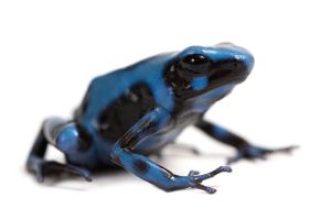 Dendrobates auratus, Super blue