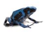 Dendrobates auratus, Super blue