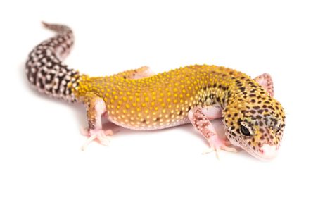Eublepharis macularius, eclipse