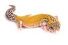 Eublepharis macularius, eclipse