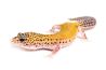 Eublepharis macularius, eclipse