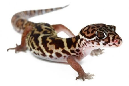 Coleonyx mitratus