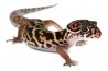 Coleonyx mitratus