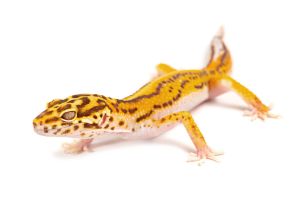 Eublepharis macularius, stripe bell