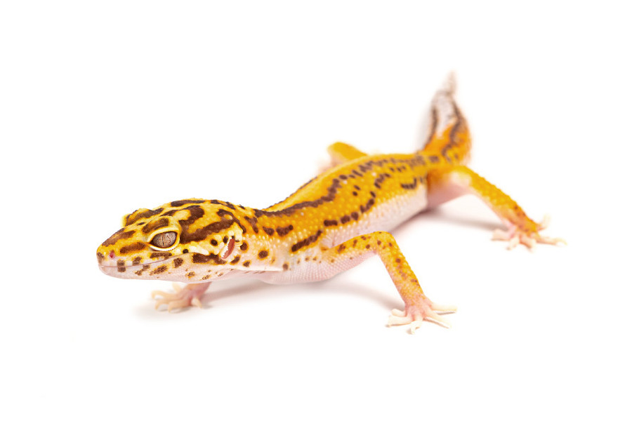 Eublepharis macularius, stripe bell Eublepharis macularius, stripe bell