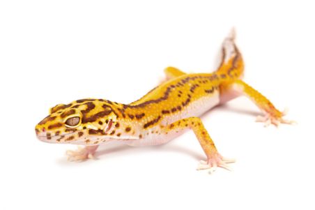Eublepharis macularius, stripe bell