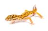 Eublepharis macularius, stripe bell