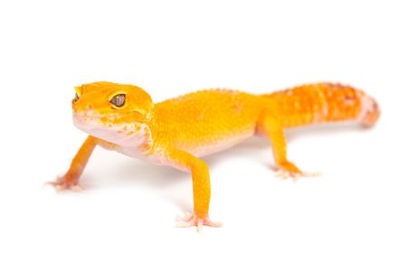 Eublepharis macularius, sunglow