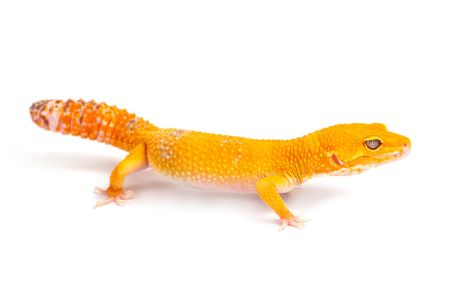 Eublepharis macularius, sunglow