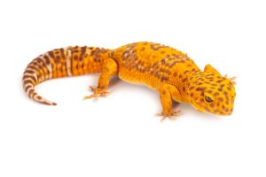 Eublepharis macularius, tremper tangerine, mâle
