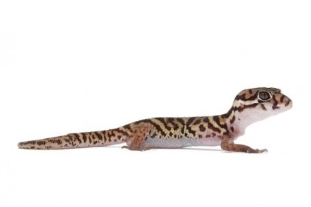 Coleonyx mitratus