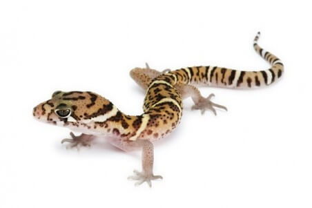 Coleonyx mitratus