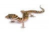 Coleonyx mitratus