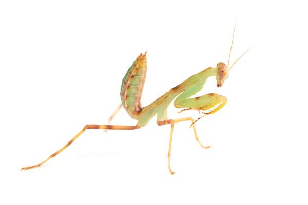 Hierodula cf. patellifera Hierodula cf. patellifera