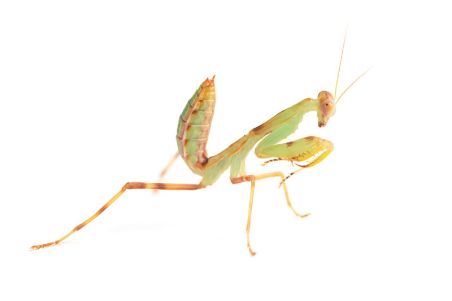Hierodula cf. patellifera Hierodula cf. patellifera