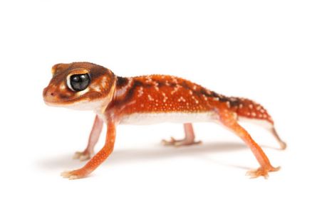 Nephrurus levis levis, red Nephrurus levis levis, red