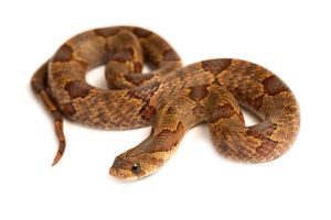 Oligodon purpurascens