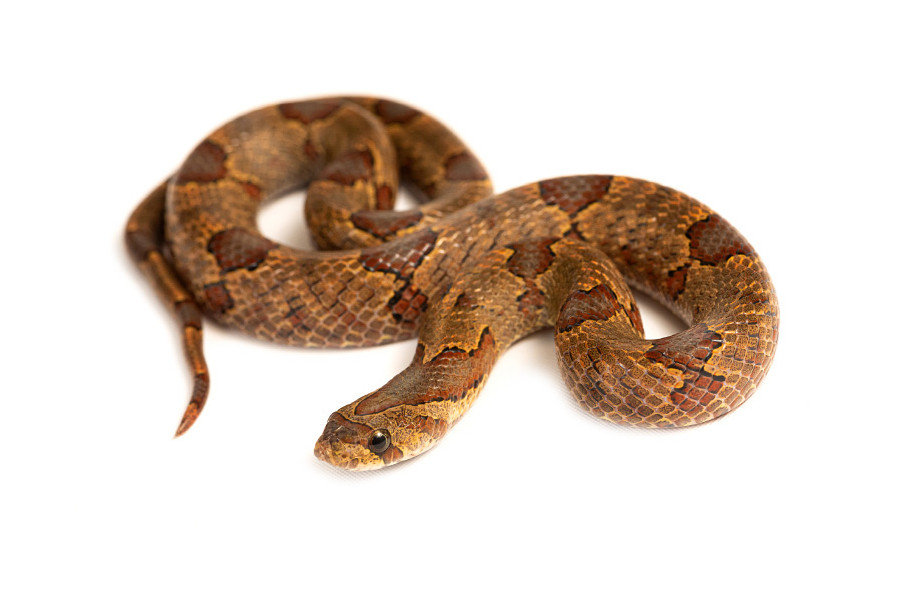 Oligodon purpurascens