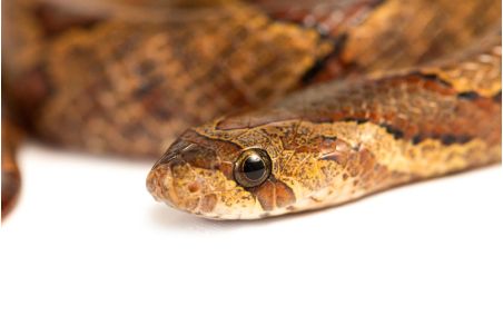 Oligodon purpurascens