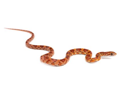 Pantherophis guttatus, masque