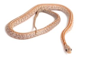 Pantherophis guttatus, tessera hypo cinder