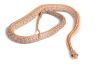Pantherophis guttatus, tessera hypo cinder