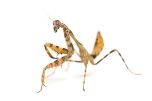 Paraspendale sp