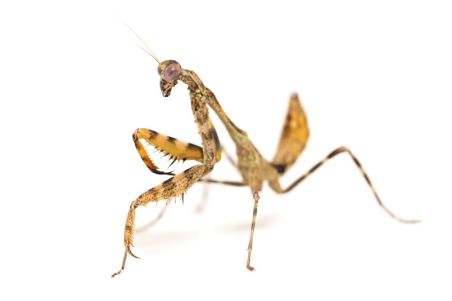Paraspendale sp