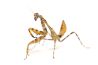 Paraspendale sp