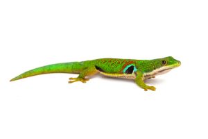 Phelsuma quadriocellata