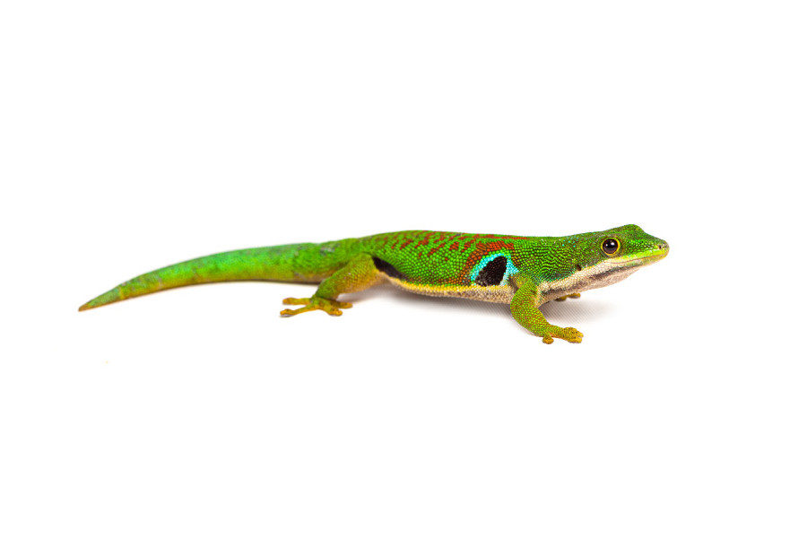 Phelsuma quadriocellata