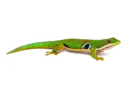 Phelsuma quadriocellata