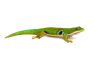 Phelsuma quadriocellata