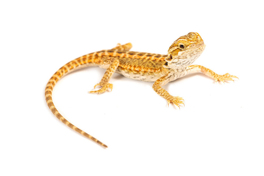 Pogona vitticeps, genetic stripe, juvénile