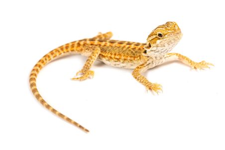 Pogona vitticeps, genetic stripe, juvénile