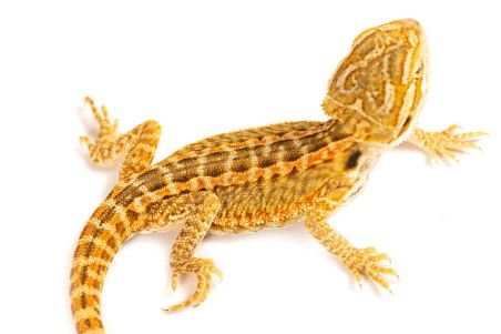 Pogona vitticeps, genetic stripe, juvénile