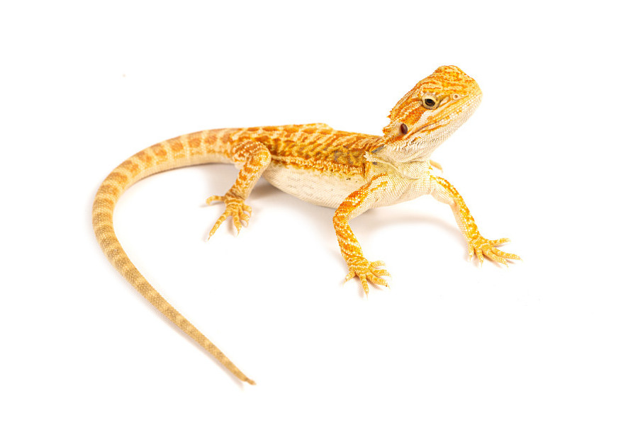 Pogona vitticeps, leatherback orange, juvénile